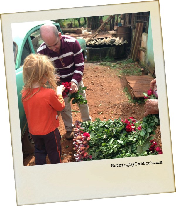 22-Stripping the roses 2