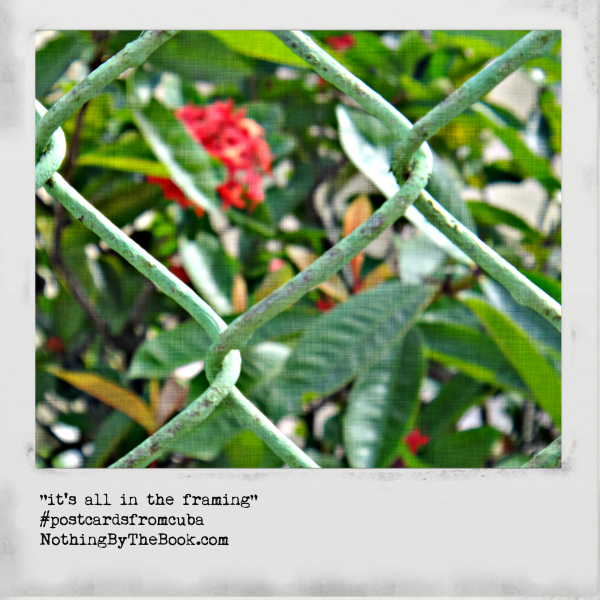 2-6a-flowersbehindfence