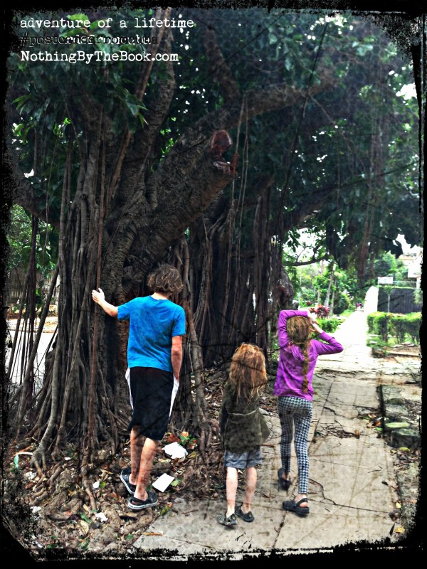 2-11-a-sketchykidsonstreetbigtree