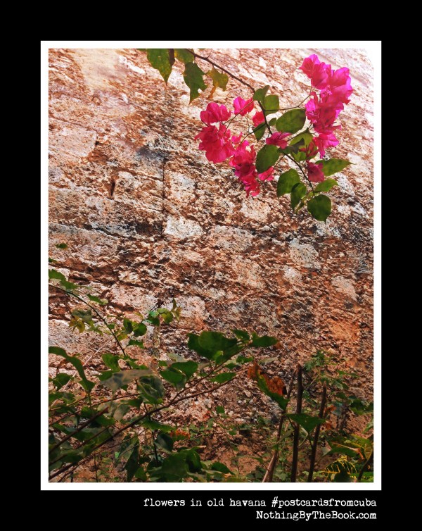 2-8a-pinkflowersinoldhavana